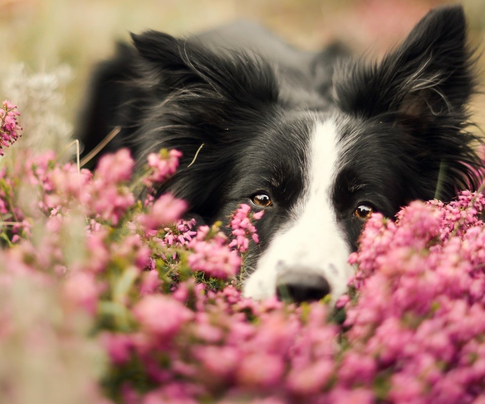 Обои морда, цветы, портрет, собака, бордер-колли, face, flowers, portrait, dog, the border collie разрешение 2880x1619 Загрузить