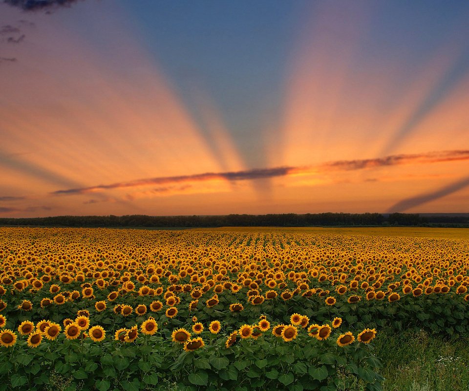 Обои небо, цветы, облака, закат, поле, подсолнух, the sky, flowers, clouds, sunset, field, sunflower разрешение 1920x1200 Загрузить