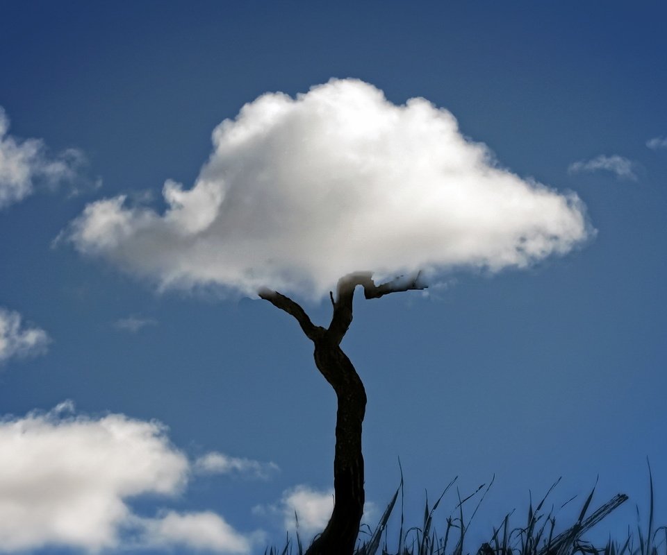 Обои небо, трава, облака, природа, дерево, ствол, the sky, grass, clouds, nature, tree, trunk разрешение 1920x1274 Загрузить