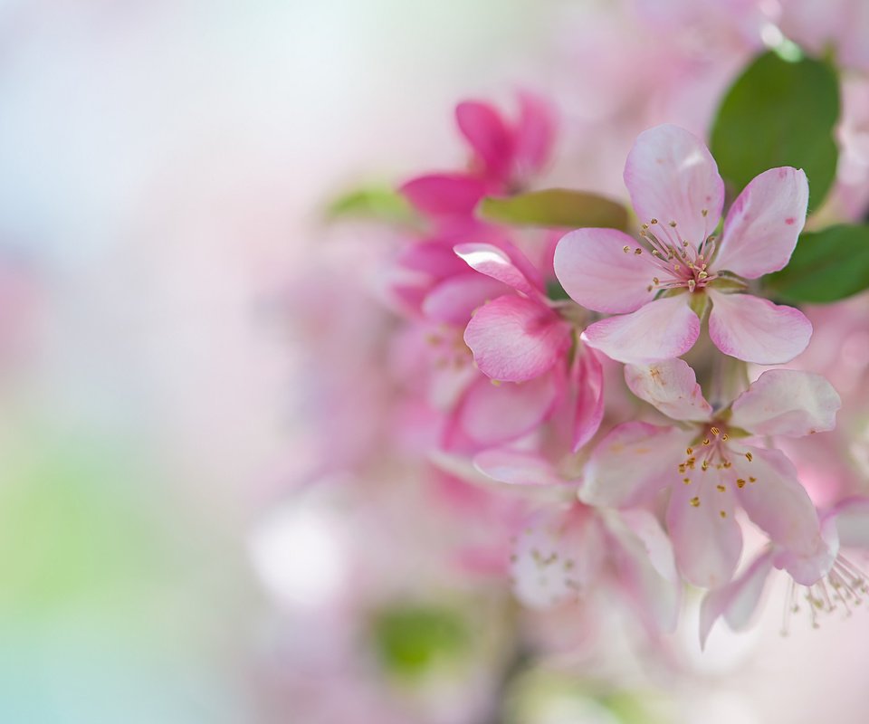 Обои весна, розовый, сакура, нежность, spring, pink, sakura, tenderness разрешение 2048x1370 Загрузить