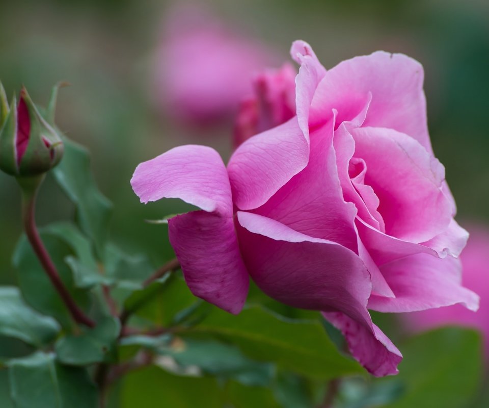 Обои макро, роза, лепестки, бутон, розовый, macro, rose, petals, bud, pink разрешение 2048x1344 Загрузить