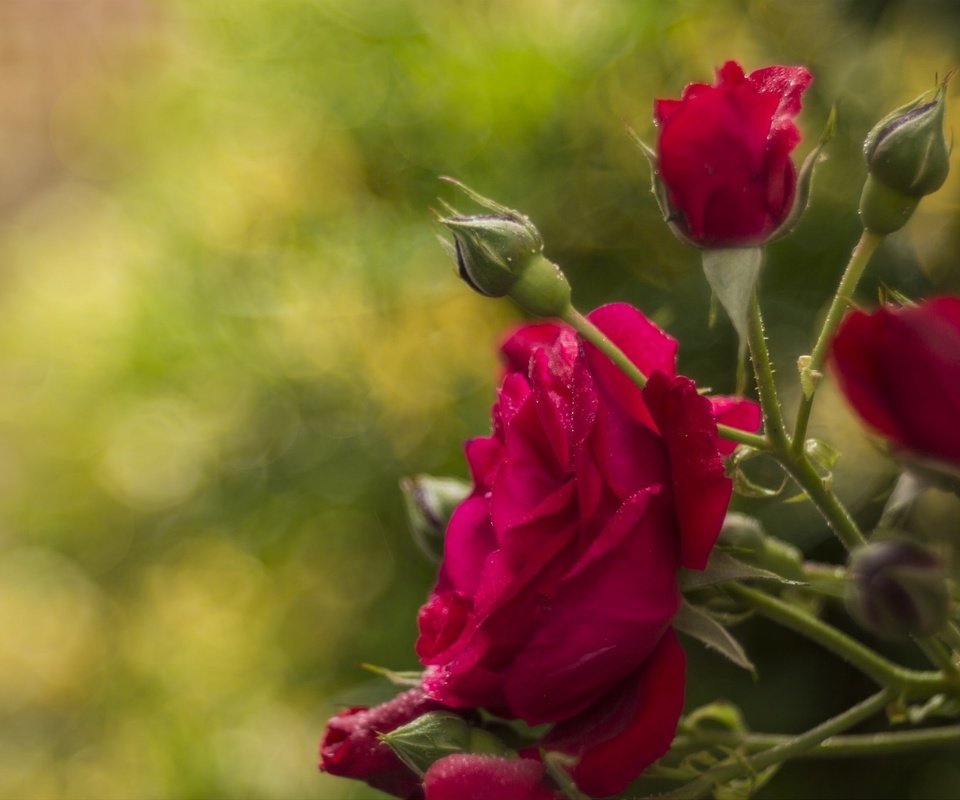 Обои цветы, фон, розы, красные, flowers, background, roses, red разрешение 2040x1356 Загрузить