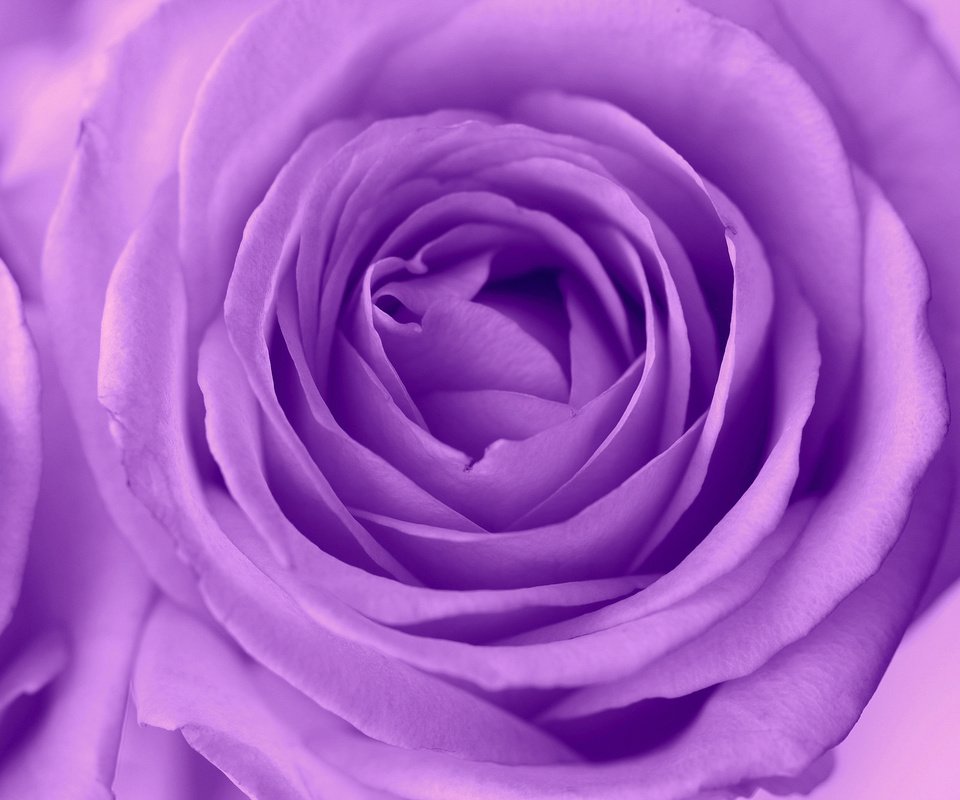 Обои макро, роза, лепестки, бутон, сиреневая, macro, rose, petals, bud, lilac разрешение 2048x1365 Загрузить