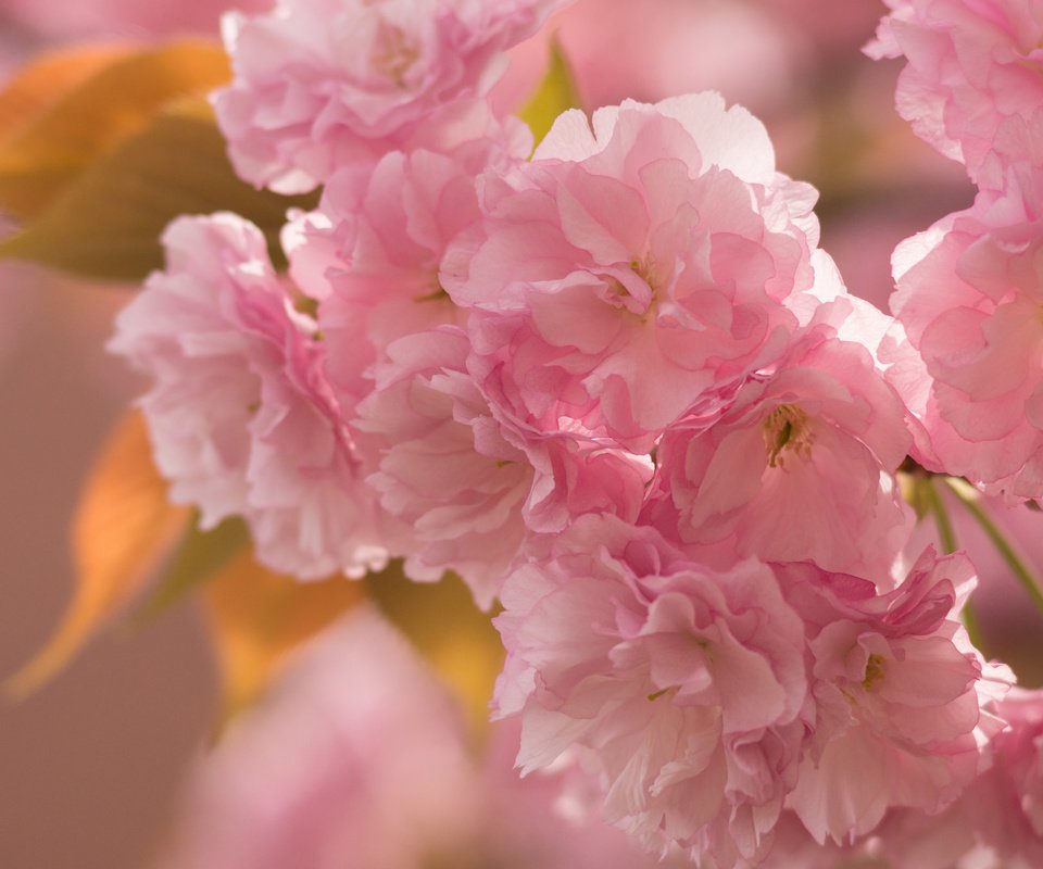 Обои ветка, макро, весна, розовый, вишня, сакура, нежность, branch, macro, spring, pink, cherry, sakura, tenderness разрешение 2048x1365 Загрузить