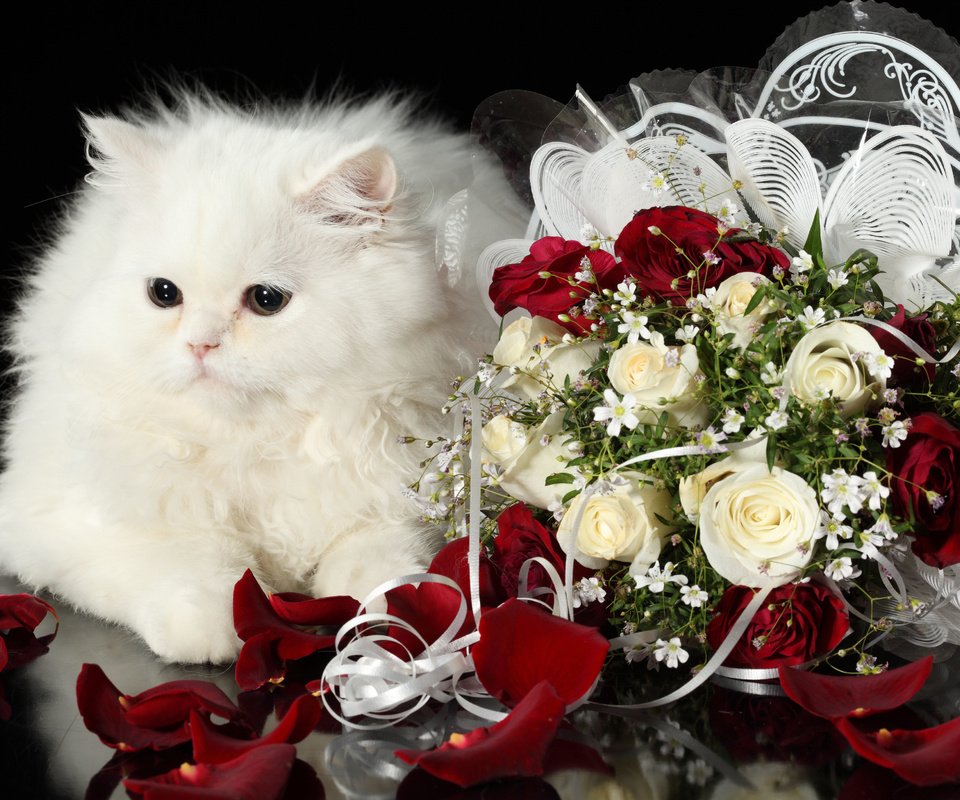 Обои кот, розы, кошка, пушистый, белый, букет, cat, roses, fluffy, white, bouquet разрешение 4368x2912 Загрузить