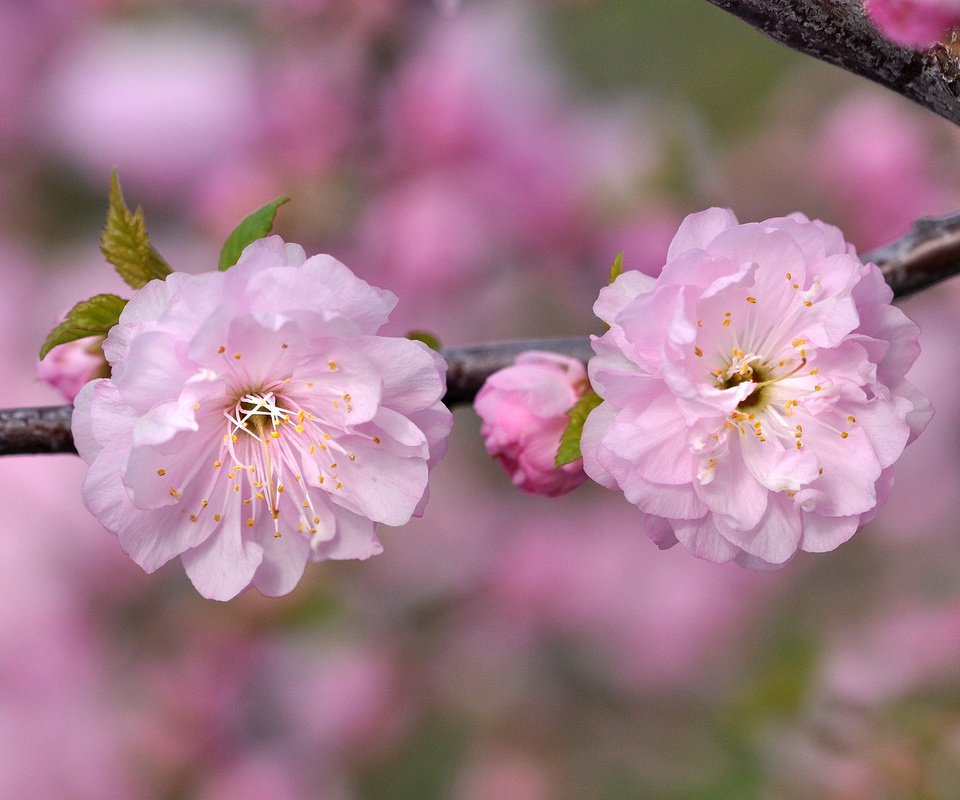 Обои ветка, макро, розовый, вишня, сакура, branch, macro, pink, cherry, sakura разрешение 2048x1360 Загрузить