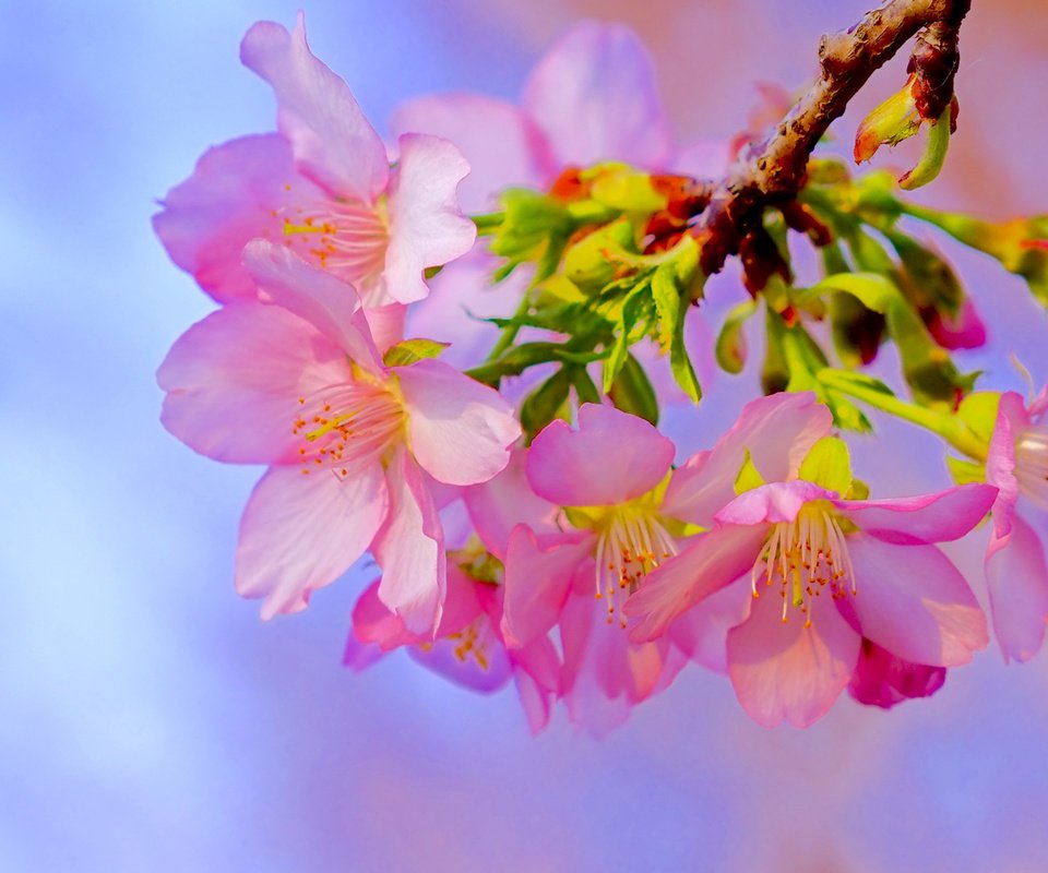 Обои ветка, цветение, макро, весна, вишня, сакура, цветки, branch, flowering, macro, spring, cherry, sakura, flowers разрешение 2319x1547 Загрузить