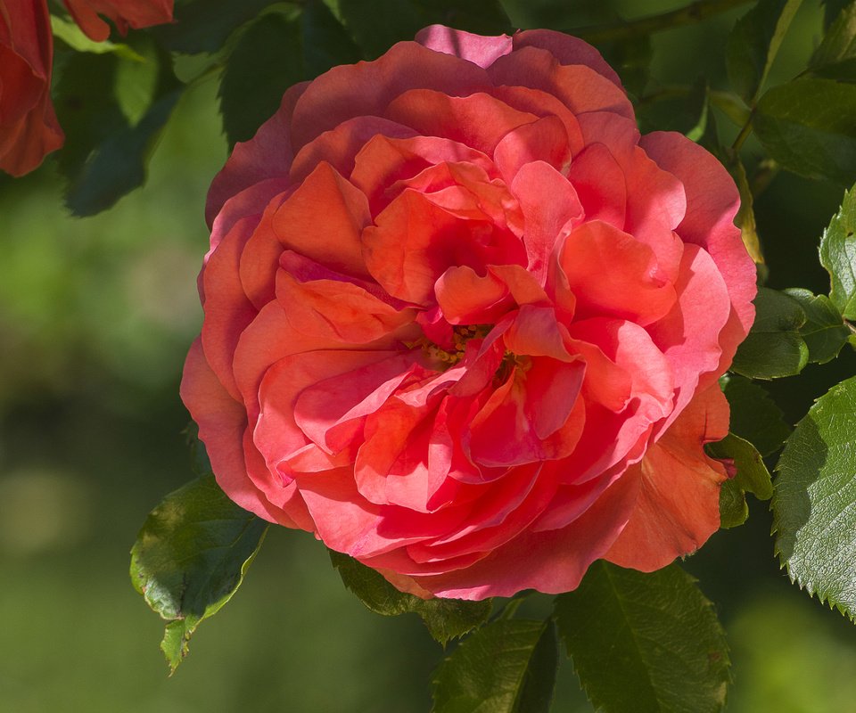 Обои макро, роза, лепестки, красная, красота, macro, rose, petals, red, beauty разрешение 1920x1286 Загрузить