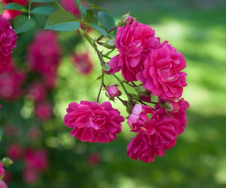 Обои макро, розы, розовый, куст, macro, roses, pink, bush разрешение 3000x1993 Загрузить