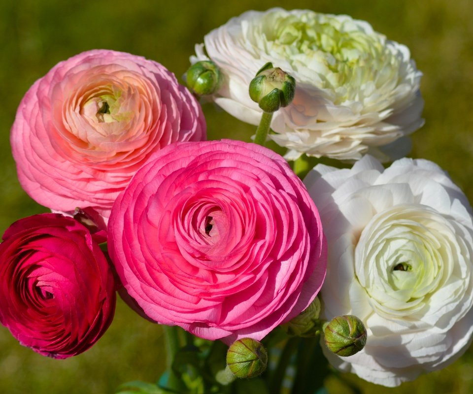 Обои цветы, бутоны, букет, ранункулюсы, flowers, buds, bouquet, ranunculus разрешение 3146x2401 Загрузить