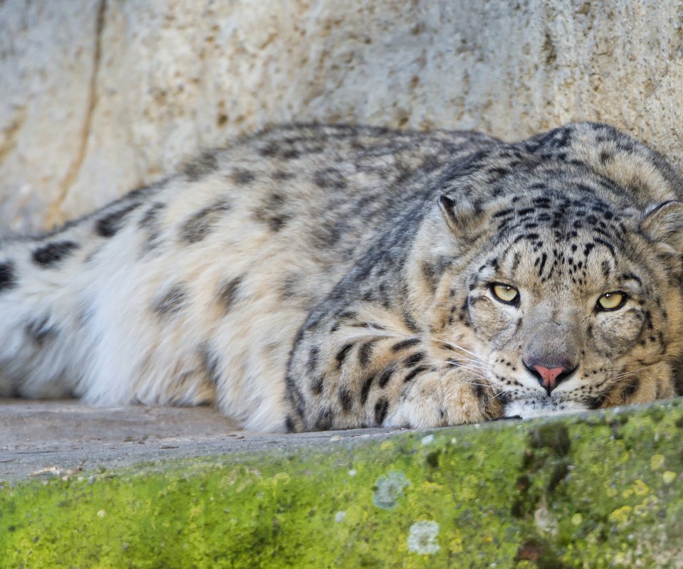 Обои кошка, снежный барс, ирбис, ©tambako the jaguar, cat, snow leopard, irbis разрешение 2048x1130 Загрузить