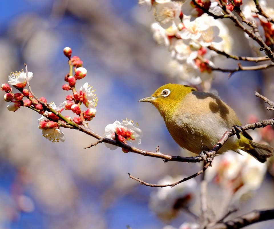 Обои ветка, птица, весна, японская, слива, белоглазка, branch, bird, spring, japanese, drain, white-eyed разрешение 2048x1365 Загрузить