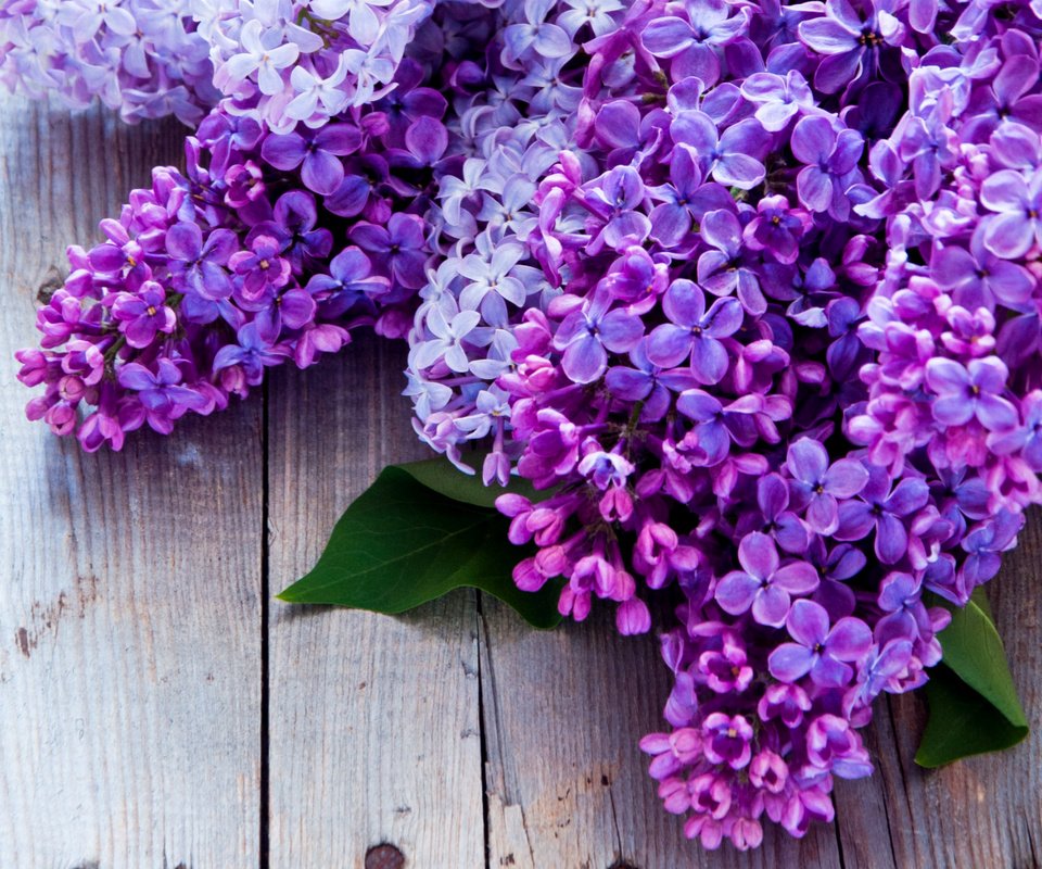 Обои гроздья, лиловый, сирень, bunches, purple, lilac разрешение 1920x1231 Загрузить