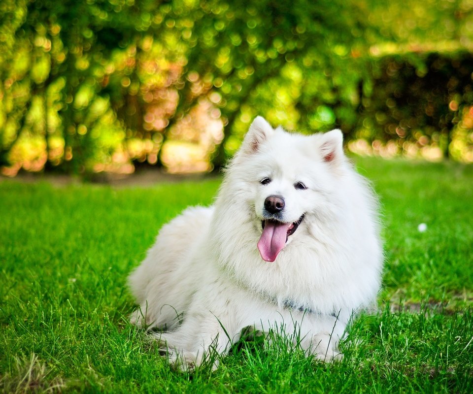 Обои трава, собака, язык, белая, самоед, grass, dog, language, white, samoyed разрешение 3216x2072 Загрузить