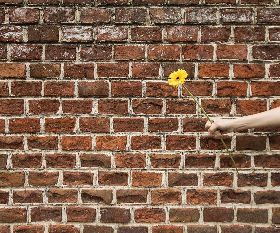 Обои рука, цветок, стена, подарок, гербера, hand, flower, wall, gift, gerbera разрешение 2048x1365 Загрузить