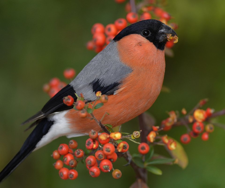 Обои ветка, птица, клюв, ягоды, перья, снегирь, пираканта, branch, bird, beak, berries, feathers, bullfinch, english разрешение 4928x3264 Загрузить