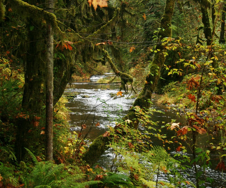 Обои деревья, парк, ручей, кусты, осень, сша, silver falls state park, trees, park, stream, the bushes, autumn, usa разрешение 2048x1365 Загрузить