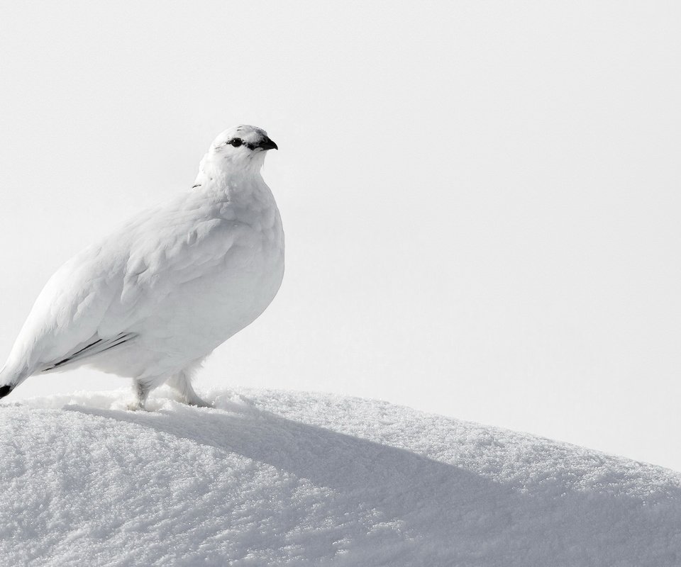 Обои снег, птица, белая, куропатка, ptarmigan, snow, bird, white, partridge разрешение 2047x1325 Загрузить