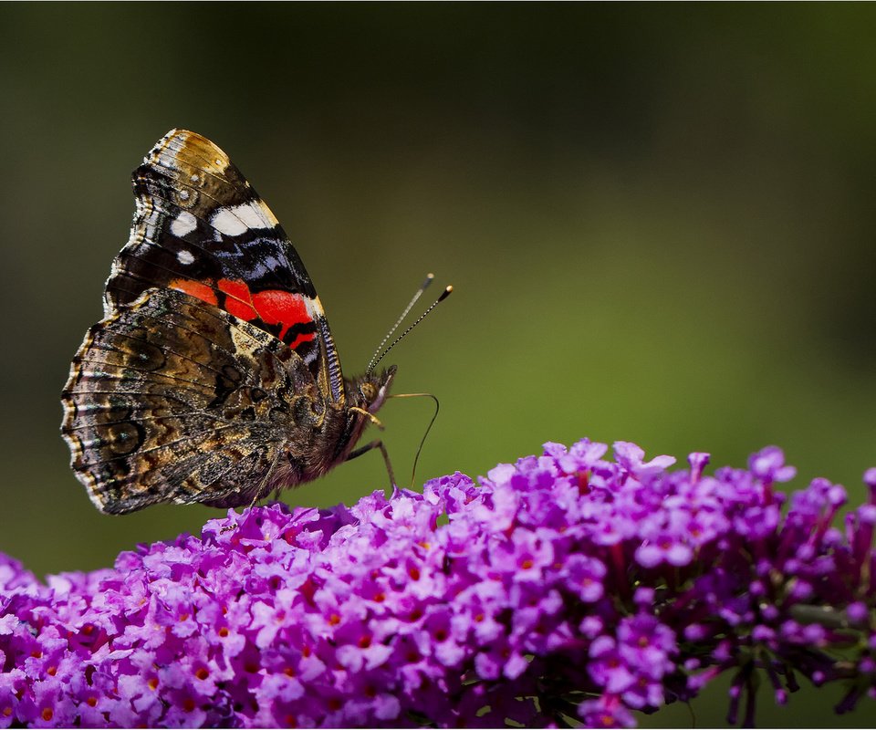 Обои цветы, бабочка, flowers, butterfly разрешение 1920x1080 Загрузить