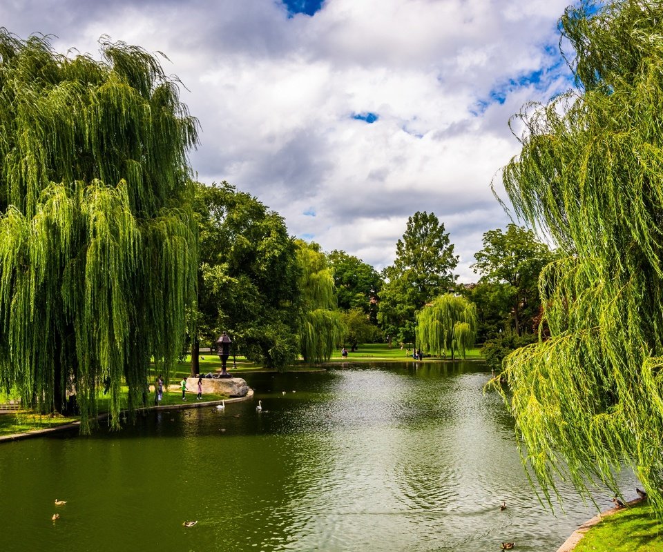 Обои деревья, зелень, парк, сша, пруд, бостон, массачусетс, trees, greens, park, usa, pond, boston, massachusetts разрешение 2880x1953 Загрузить