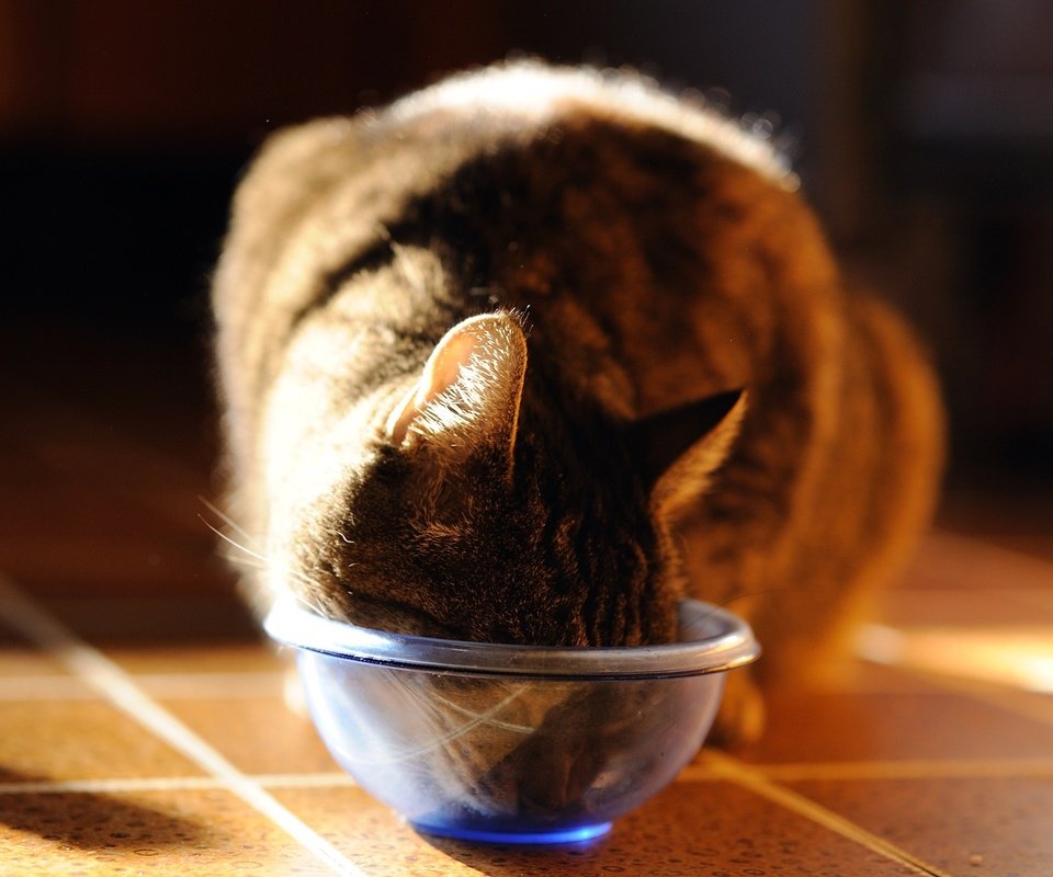 Обои кот, кошка, фотограф, миска, ест, джованни zacche, cat, photographer, bowl, eating, giovanni zacche разрешение 2048x1363 Загрузить