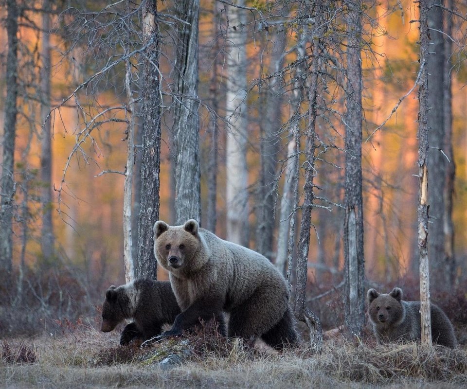 Обои лес, семья, медведи, дикая природа, forest, family, bears, wildlife разрешение 1920x1080 Загрузить