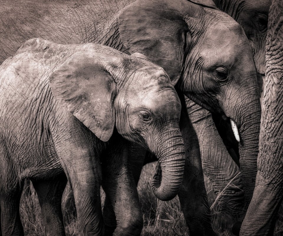 Обои природа, слон, африка, слоны, хобот, слоненок, nature, elephant, africa, elephants, trunk разрешение 2560x1707 Загрузить