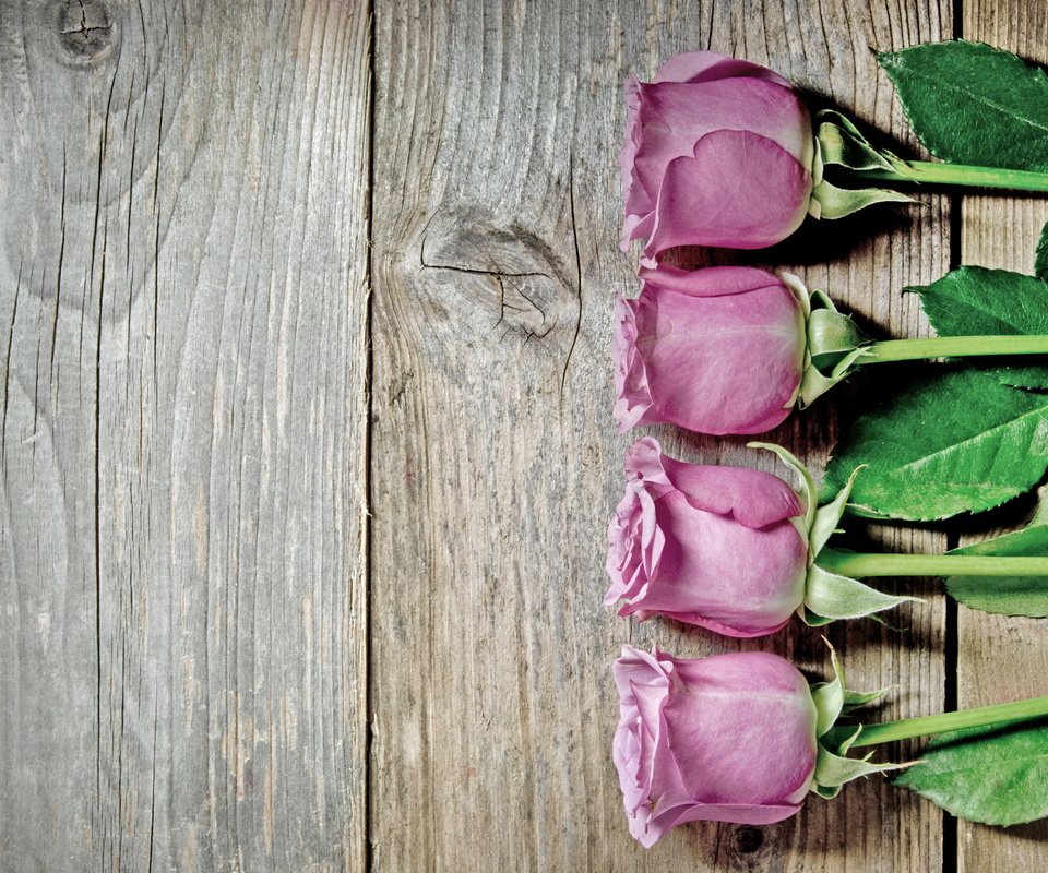 Обои розы,  цветы, роз, пинк, roses, flowers, pink разрешение 4288x2848 Загрузить