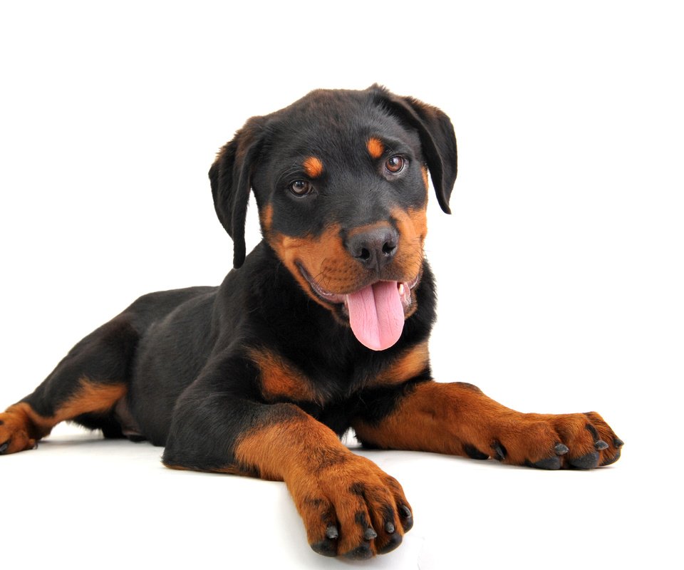 Обои собака, щенок, ротвейлер, dog, puppy, rottweiler разрешение 4012x2643 Загрузить