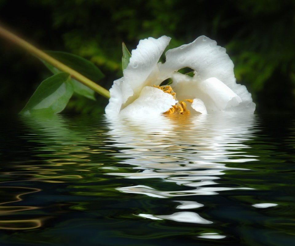 Обои вода, отражение, цветок, лепестки, белый, пион, water, reflection, flower, petals, white, peony разрешение 1920x1208 Загрузить