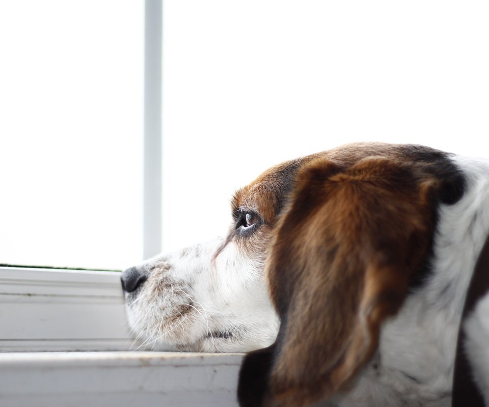 Обои взгляд, собака, окно, друг, бигль, look, dog, window, each, beagle разрешение 4624x2964 Загрузить