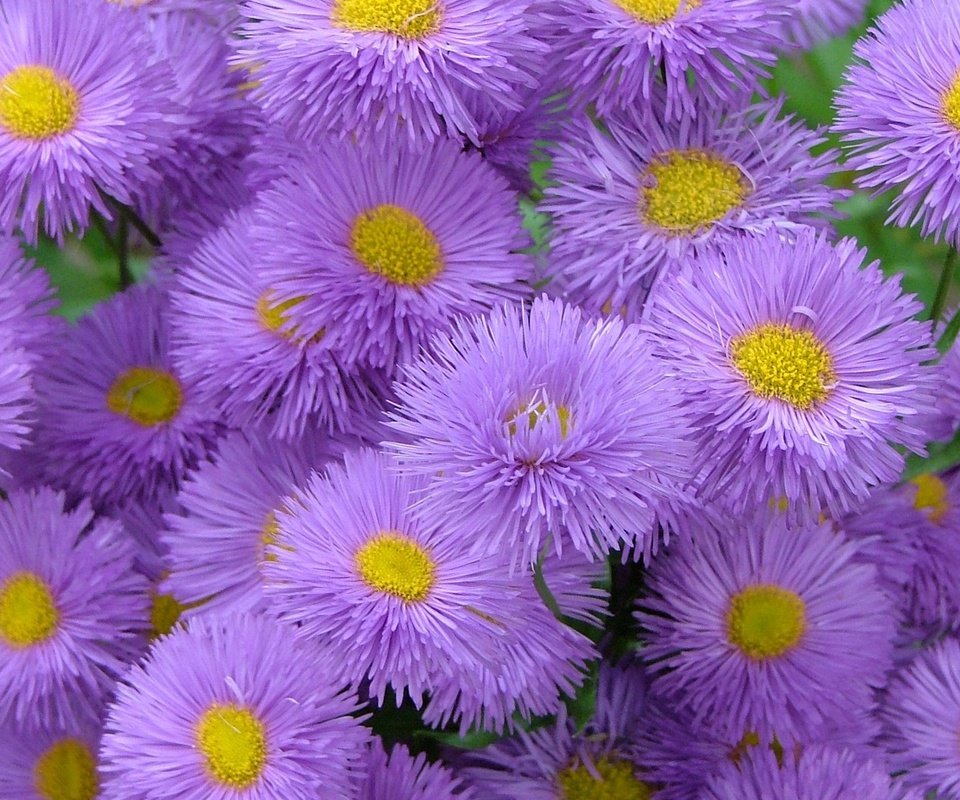 Обои цветы, астры, flowers, asters разрешение 1920x1200 Загрузить