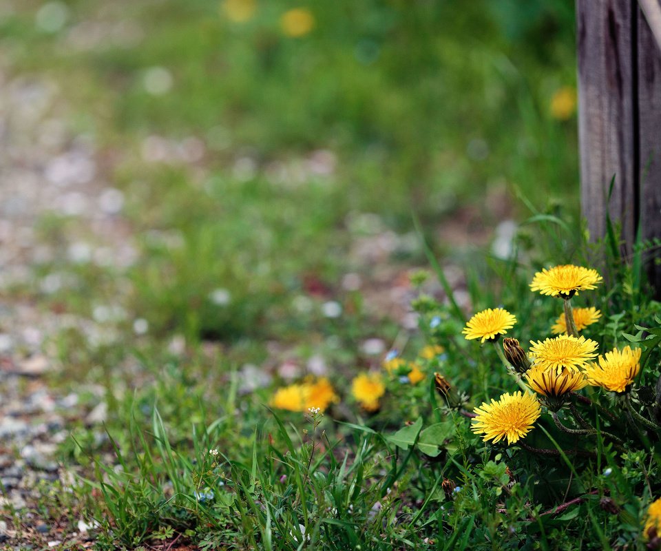 Обои цветы, забор, одуванчики, flowers, the fence, dandelions разрешение 3840x2400 Загрузить