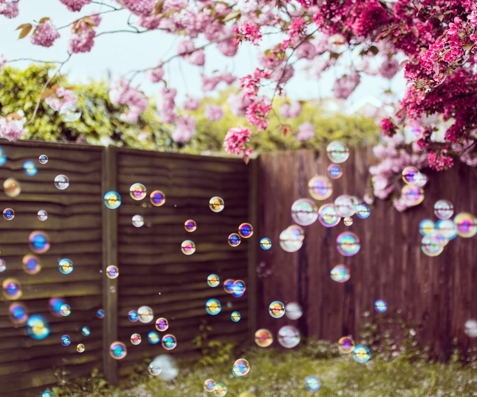 Обои цветы, забор, весна, двор, мыльные пузыри, flowers, the fence, spring, yard, bubbles разрешение 2048x1365 Загрузить