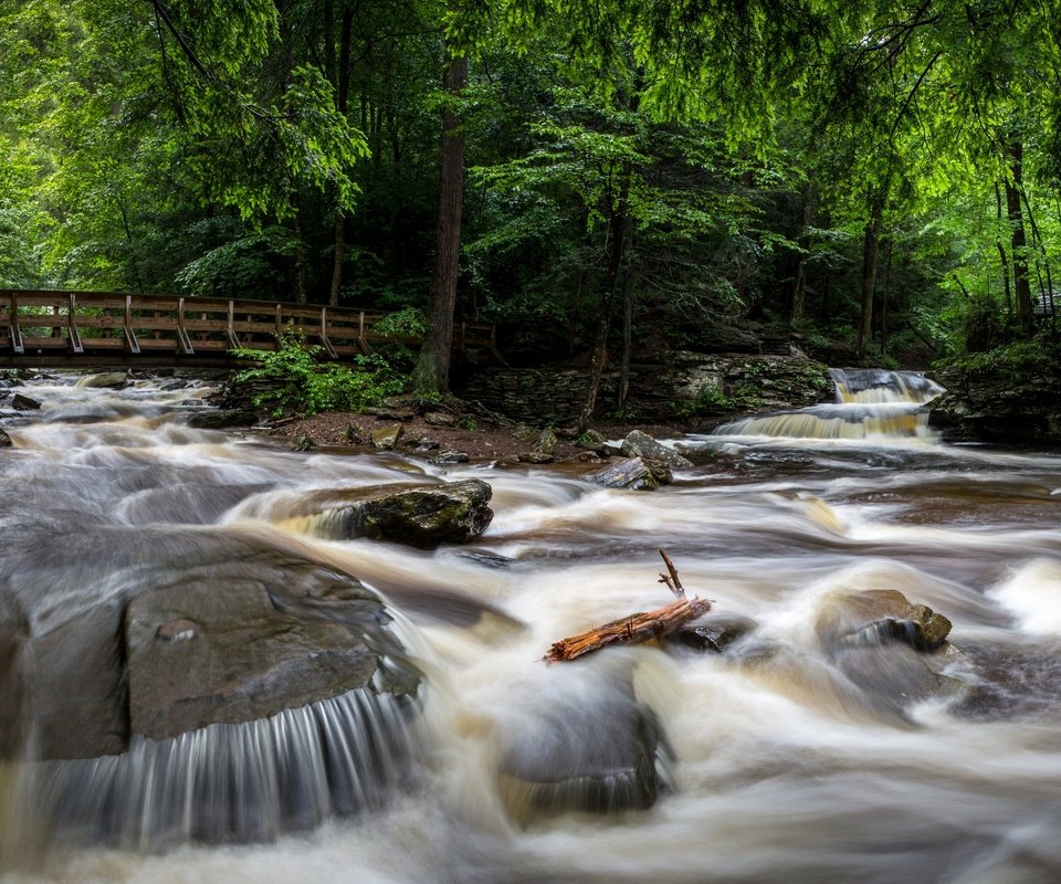 Обои деревья, ricketts glen state park, камни, лес, парк, ручей, мост, сша, течение, trees, stones, forest, park, stream, bridge, usa, for разрешение 2880x1672 Загрузить