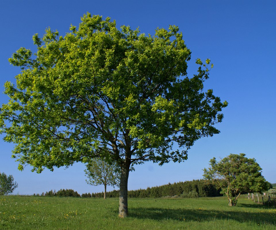 Обои деревья, природа, поле, лето, деревь, на природе, летнее, trees, nature, field, summer разрешение 3880x2608 Загрузить