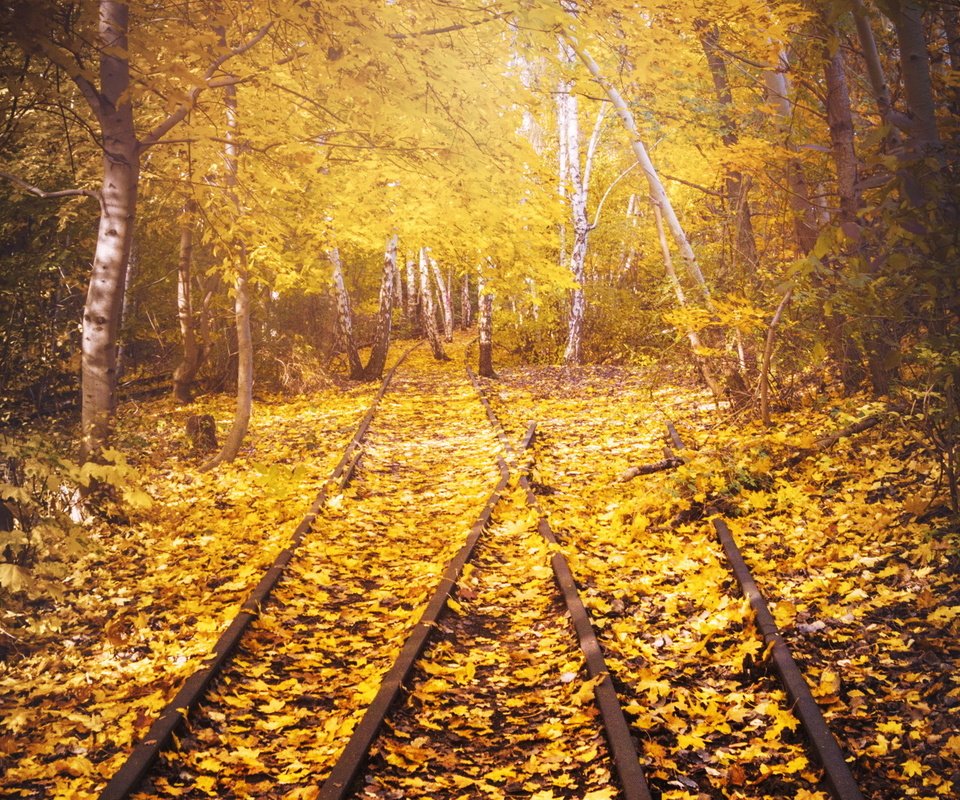 Обои дорога, железная дорога, рельсы, листья, березы, осень, road, railroad, rails, leaves, birch, autumn разрешение 1920x1261 Загрузить