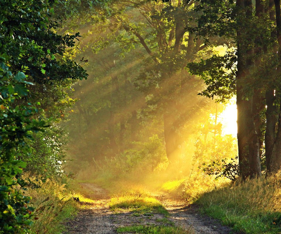 Обои дорога, природа, лес, солнечные лучи, road, nature, forest, the sun's rays разрешение 3840x2400 Загрузить