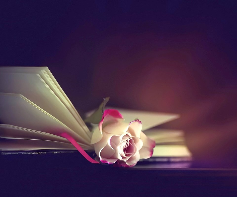 Обои фон, цветок, роза, книга, background, flower, rose, book разрешение 1920x1282 Загрузить