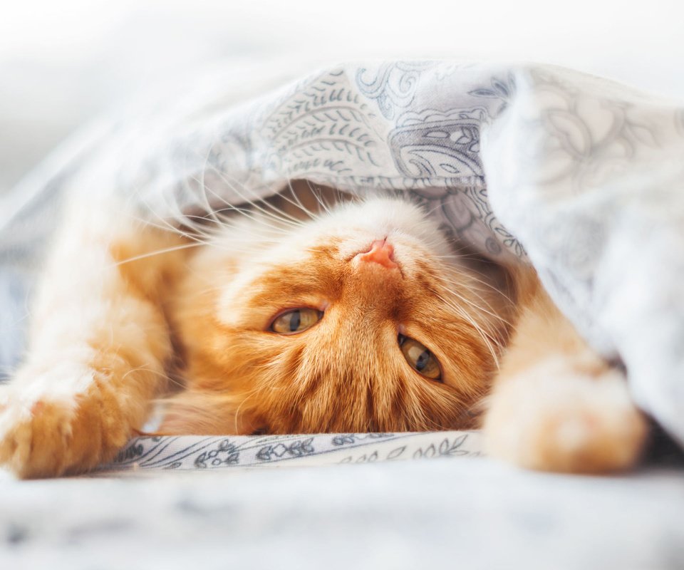 Обои глаза, кот, кошка, взгляд, одеяло, рыжий, постель, рыжый, eyes, cat, look, blanket, red, bed, ryzhyi разрешение 1920x1200 Загрузить