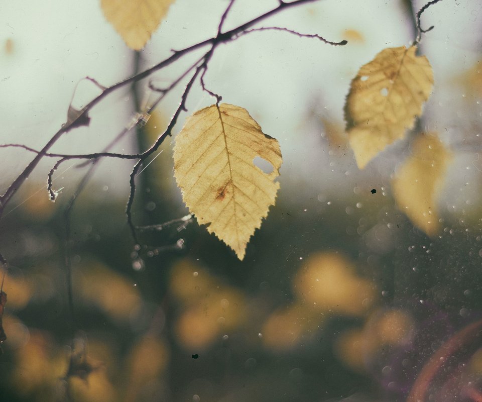 Обои листья, макро, ветки, капли, осень, дождь, leaves, macro, branches, drops, autumn, rain разрешение 3840x2400 Загрузить