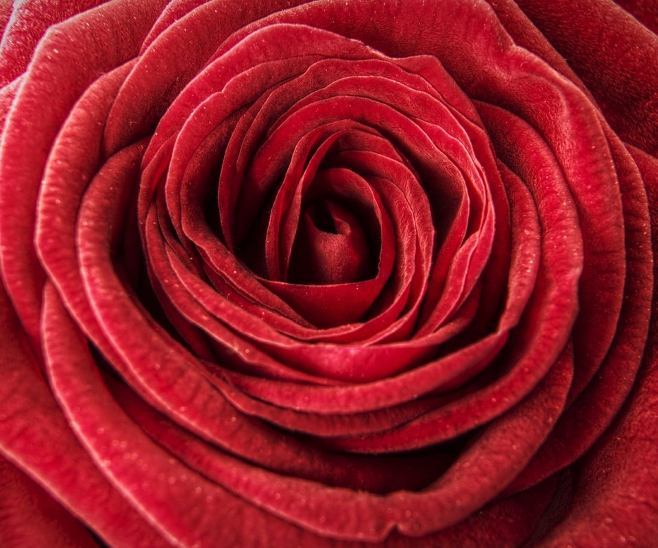 Обои макро, цветок, роза, лепестки, бутон, крупным планом, бархатная, macro, flower, rose, petals, bud, closeup, velvet разрешение 2880x1780 Загрузить