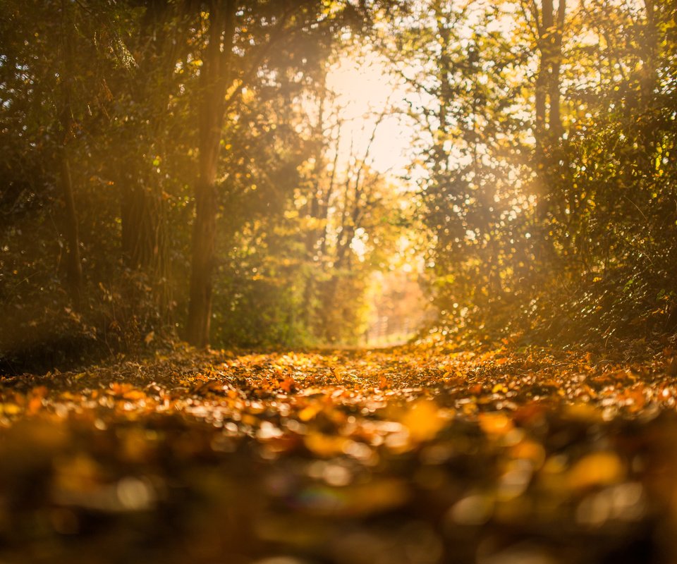 Обои природа, лес, листья, парк, осень, nature, forest, leaves, park, autumn разрешение 3840x2400 Загрузить