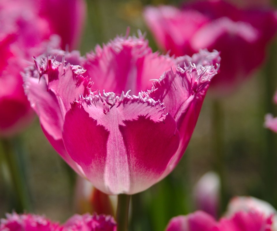 Обои природа, тюльпан, бутоны, макро, лепестки, краски, весна, тюльпаны, розовые, nature, tulip, buds, macro, petals, paint, spring, tulips, pink разрешение 2880x1919 Загрузить
