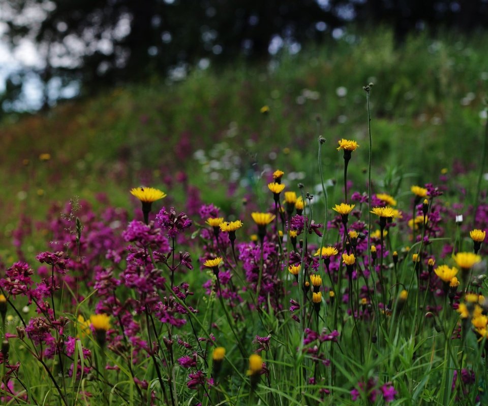 Обои природа, полевые цветы, финляндия, nature, wildflowers, finland разрешение 2700x1618 Загрузить