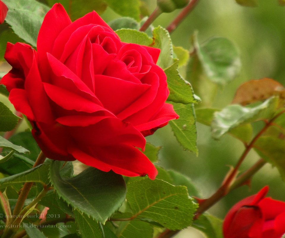 Обои розы, бутон, куст, roses, bud, bush разрешение 2048x1536 Загрузить