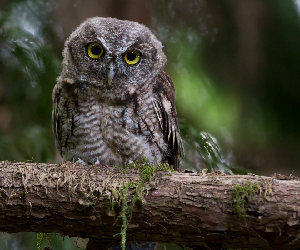 Обои сова, ветка, взгляд, сидит, owl, branch, look, sitting разрешение 1920x1200 Загрузить