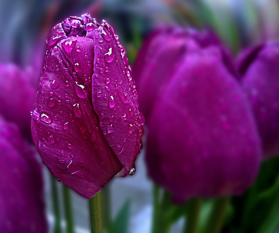 Обои цветы, весна, тюльпаны, боке, капли воды, flowers, spring, tulips, bokeh, water drops разрешение 2880x1800 Загрузить