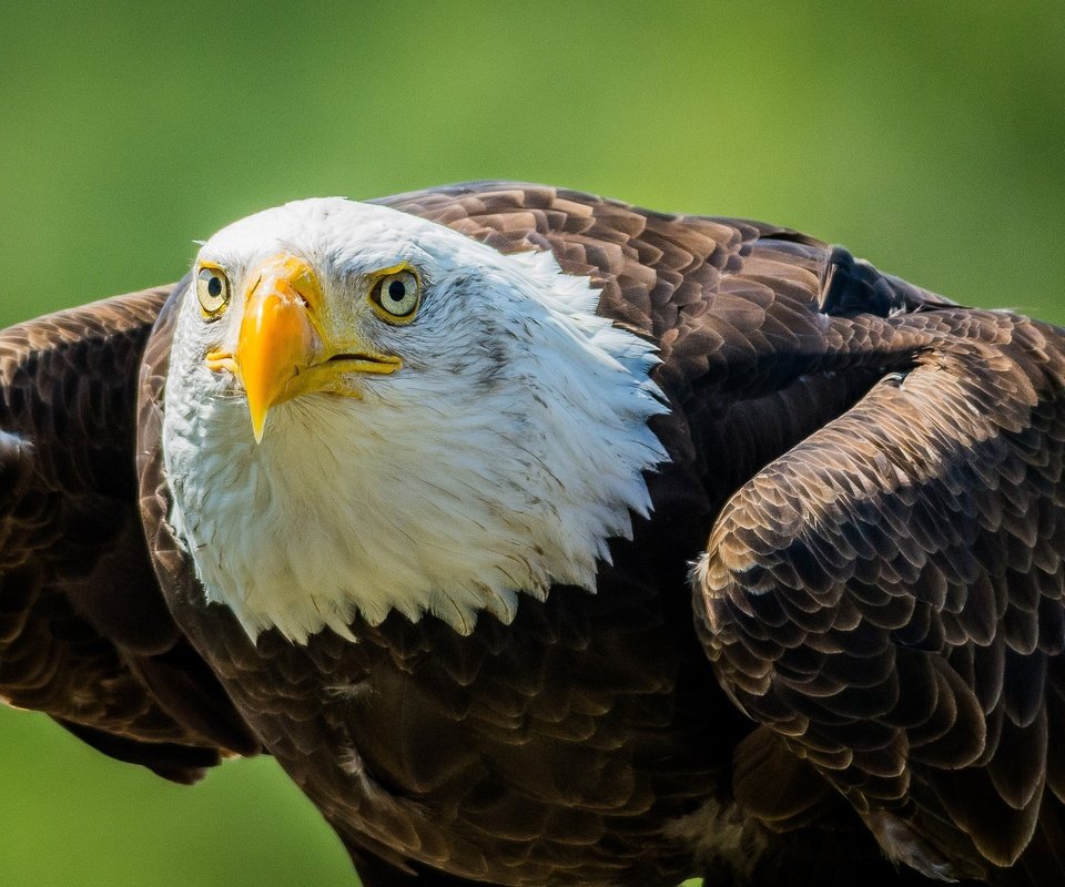 Обои взгляд, хищник, птица, клюв, белоголовый орлан, look, predator, bird, beak, bald eagle разрешение 2048x1365 Загрузить