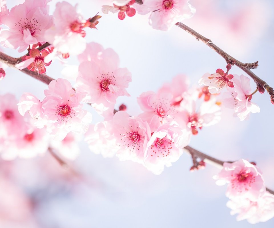 Обои цветы, ветви, вишня,  цветы, цветущая сакура, ветками, flowers, branch, cherry, cherry blossoms, branches разрешение 2048x1365 Загрузить